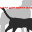 Информация по содержанию домашних животных - Чайковский городской округ